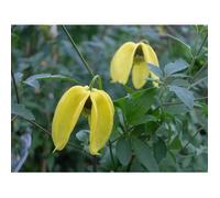 1 PIANTA DI CLEMATIS TIBETANA TANGUSTICA BIL VASO 16CM clematide
