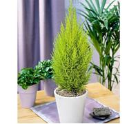 1 PIANTA DI CUPRESSUS GOLDEN CREST CIPRESSO WILMA VASO 10.5CM conifera