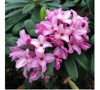 1 Pianta Di Dafne Pink Fragrance In Vaso Da 17cm, Piante Da Esterno