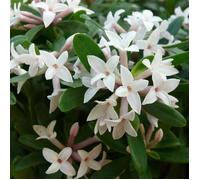 1 Pianta Di Daphne Eternal Fragrance Vaso 15cm Fiori Profumatissimi