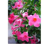 1 PIANTA DI DIPLADENIA ROSA VASO 14CM SEMPREVERDI E RAMPICANTI MANDEVILLA