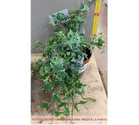 1 Pianta Di Edera Monalisa Vaso 13cm Multicolore