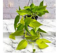 1 Pianta Di Epipremnum Hanging In Basket 15cm Pianta Da Appartamento Purifica L'aria