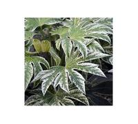 1 PIANTA DI FATSIA JAPONICA GREEN SPIDER ARALIA VASO 24CM da interno