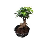 1 Pianta Di Ficus Ginseng Bonsai Vaso 17cm Piante Da Interno Multicolore
