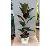 1 Pianta Di Ficus Robusta Vaso 17cm Appartamento Purifica L'aria