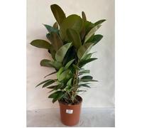 1 Pianta Di Ficus Robusta Vaso 21cmappartamento Purifica L'aria