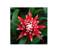 1 Pianta Di Guzmania Hope In Vaso 12cm Da Interno Appartamento Purifica L'aria