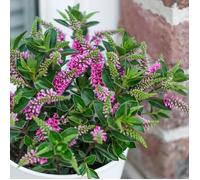 1 PIANTA DI HEBE ALL BLOOMS VASO 9CM