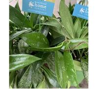 1 Pianta Di Hoya Silverswords Fiore Di Cera Vaso 14cm Perenni Rarissima
