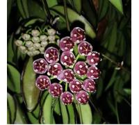 1 Pianta Di Hoya Wayetii Tricolor Fiore Di Cera Vaso 14cm Perenni