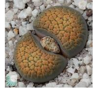 1 PIANTA DI LITHOPS VARIETA' ASSORTITA VASO 8CM O SASSO VIVENTE