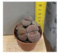 1 PIANTA DI LITHOPS VARIETA' PLEIOSPILOS BOLUSII COLORE ASSORTITO VASO 5CM O SASSO VIVENTE