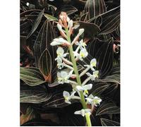 1 PIANTA DI LUDISIA DISCOLOR ORCHIDEA GIOIELLO VASO 12CM