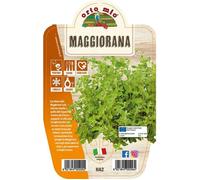 1 Pianta Di Maggiorana In Vaso 14cm Ortomio