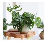 1 PIANTA DI MONSTERA MONKEY MASK VASO 12CM da interno