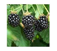 1 Pianta di Mora Chester Rubus Fruticosus dai Frutti Grandi e Dolci
