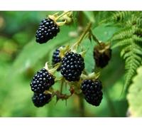 1 PIANTA DI MORA GIGANTE TRIPLE CROWN PRODUCE GROSSI FRUTTI