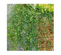 1 PIANTA DI MUEHLENBECKIA COMPLEXA MAORI IN VASO 11CM