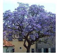 1 Pianta Di Paulownia Tomentosa Mielifera Fiori Profumati Viola