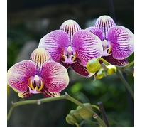 1 PIANTA DI PHALENOPSIS IN VASO DA 9CM COLORI ASSORTITI, PIANTE DA INTERNO
