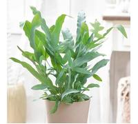 1 Pianta Di Phlebodium Aureum Blue Star Felce Piede Di Coniglio Vaso 12cm Da Interno Multicolore