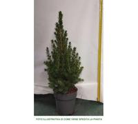 1 PIANTA DI PICEA GLAUCA CONICA VASO 16CM ALBERELLO PINO DI NATALE