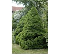 1 PIANTA DI PICEA GLAUCA CONICA VASO 17CM CONIFERA SEMPREVERDE