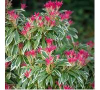 1 PIANTA DI PIERIS JAPONICA FLAMING SILVER VASO 19CM