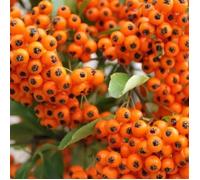 1 PIANTA DI PYRACANTHA ARANCIONE VASO 12CM PIANTE DA ESTERNO, SEMPREVERDE