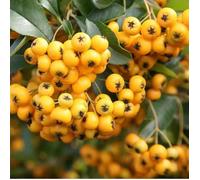 1 PIANTA DI PYRACANTHA GIALLA VASO 12CM PIANTE DA ESTERNO, SEMPREVERDE