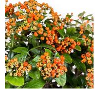 1 PIANTA DI PYRACANTHA VASO 14CM PIANTE DA ESTERNO