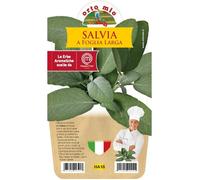 1 Pianta Di Salvia Foglia Larga Vaso 14cm Masterchef Ortomio Masterchef Aromatiche