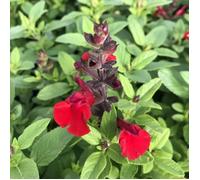 1 PIANTA DI SALVIA GREIGGII MIRAGE CHERRY RED VASO 18CM