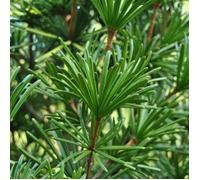 1 PIANTA DI SCIADOPITYS VERTICILLATA 24CM, PIANTE DA ESTERNO, CONIFERE