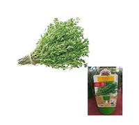 1 PIANTA DI TIMO VASO 14CM ORTOMIO AROMATICHE ORTO