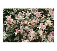 1 PIANTA DI TRACHELOSPERMUM JASMIN GELSOMINO TRICOLOR VASO 15CM
