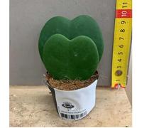 1 Pianta Hoya Kerrii Doppia Foglia Fiore Di Cera Vaso Da 6 A 7,5cm Forma Di Cuore