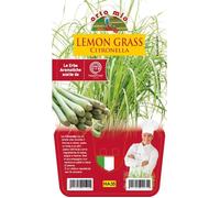 1 Pianta In Vaso Ø14cm Di Lemon Grass Citronella Ortomio Orto Multicolore