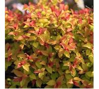 1 Pianta Spiraea Japonica Little Flame Vaso 18cm