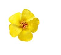 1 pièce de pinces à cheveux de plage douces for femmes, ornements de cheveux en fleur d'hibiscus, frange(Color 1)