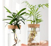 1 pièce, Vase en verre de plante d'hydroculture de bureau pour la décoration de la maison, station de propagation de plantes, vase à boutures, vases de plantes d'hydroculture de bureau pour la décorat