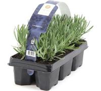 1 plante de lavande Lavandula angustifolia, plante vivace résistante au froid, lavande vraie pour jardin & balcon, odorante, aux abeilles, facile d'entretien