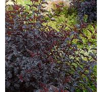 1 plante de PHYSOCARPUS OPULIFOLIUS all Black Vase 19 cm tombe-feuille