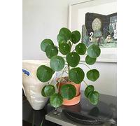 1 PLANTE de Pilea peperomioides Plante des Monnaies Pot 12CM pour Intérieur