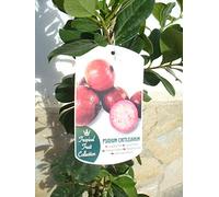 1 plante - goyave fraise - Psidium cattleianum, goyave cerise, fruit santé 110-125 cm