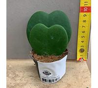 1 plante Hoya Kerrii double feuille fleur de cire vase 6 cm en forme de cœur.