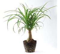1 Plante pied d’éléphant Beaucarnea Recurvarta à feuilles persistantes (40-50 cm pot inclus)