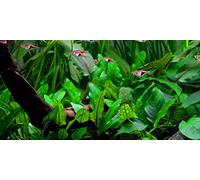 1 pot de cryptocoryne wendtii vert, plantes aquatiques