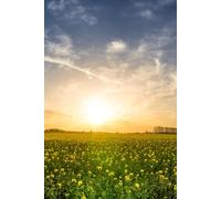 1: Ready to be filled with Memories and Thoughts, 6x9 150 Pages, 130 Lined and 20 Blank for Notes and Photos